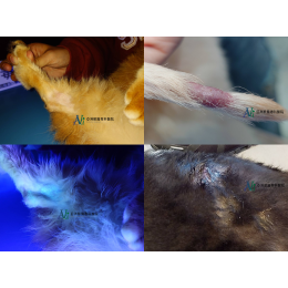 11/14 毛孩皮膚長香菇了?!! — 犬貓黴菌感染全攻略