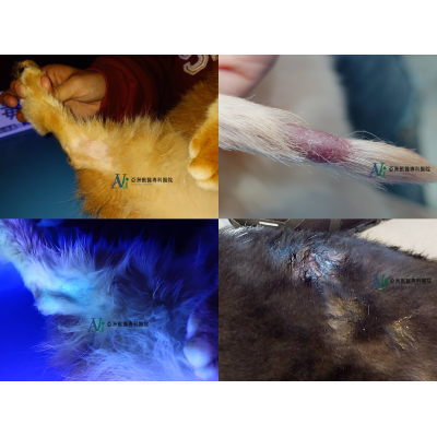 11/14 毛孩皮膚長香菇了?!! — 犬貓黴菌感染全攻略