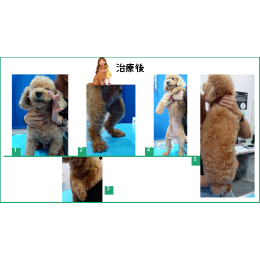 10/24 病例分享｜尼克的奇蹟「毛」力轉變記 