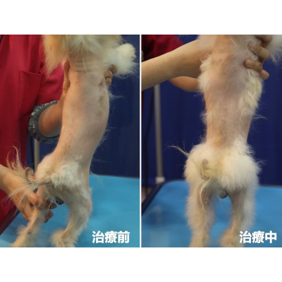 內分泌引起脫毛症