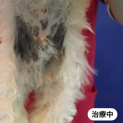 狗狗皮膚疾病診治案例。