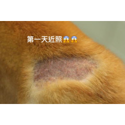 毛茸茸小屁股 脫毛一大片 到底花生省魔術???