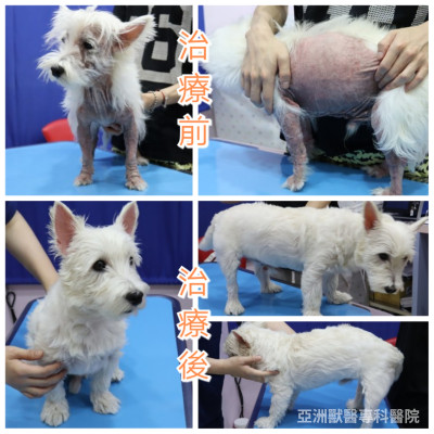 食物不耐症 食物不耐症