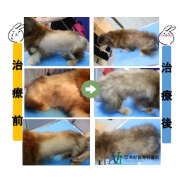 剃毛引起之脫毛症!!