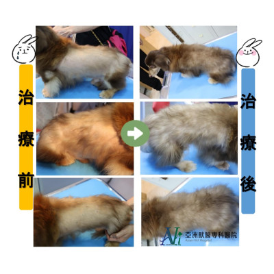 剃毛引起之脫毛症!!