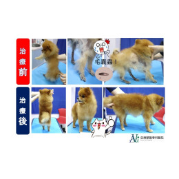 醫生！我的狗好像燒焦了!?!?