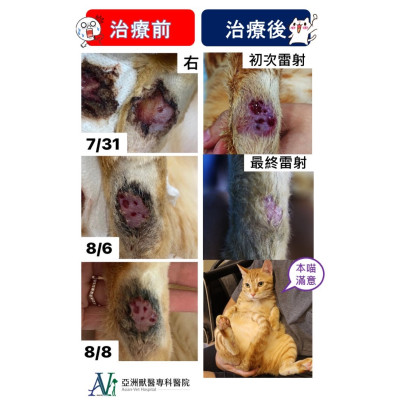 久治不癒傷口--檸檬 1歲米克斯 橘貓