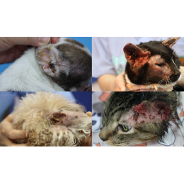 11/4 毛孩甩頭搔耳、異味飄散？警報：小心喔!! 可能是「耳炎怪獸」正在開趴！