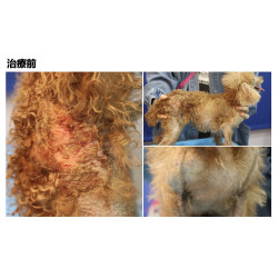 案例分享《異位性皮膚炎繼發嚴重全身性二次感染》