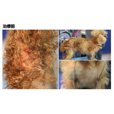 案例分享《異位性皮膚炎繼發嚴重全身性二次感染》