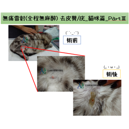 3/21 無痛雷射(全程無麻醉) 去皮贅/疣_貓咪篇_PartⅢ