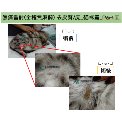 3/21 無痛雷射(全程無麻醉) 去皮贅/疣_貓咪篇_PartⅢ