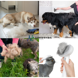 4/22 毛孩換毛季來了——別再哭著掃地了！ 皮膚科與中獸醫雙視角不藏私提醒