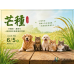 6/5 芒種到！毛孩開始「越抓越忙」的季節來了？從犬貓皮膚科 × 中獸醫角度，看懂初夏最容易被忽略的皮膚危機