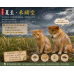 6/18 端午遇上夏至｜毛孩也要防「濕熱大魔王」！