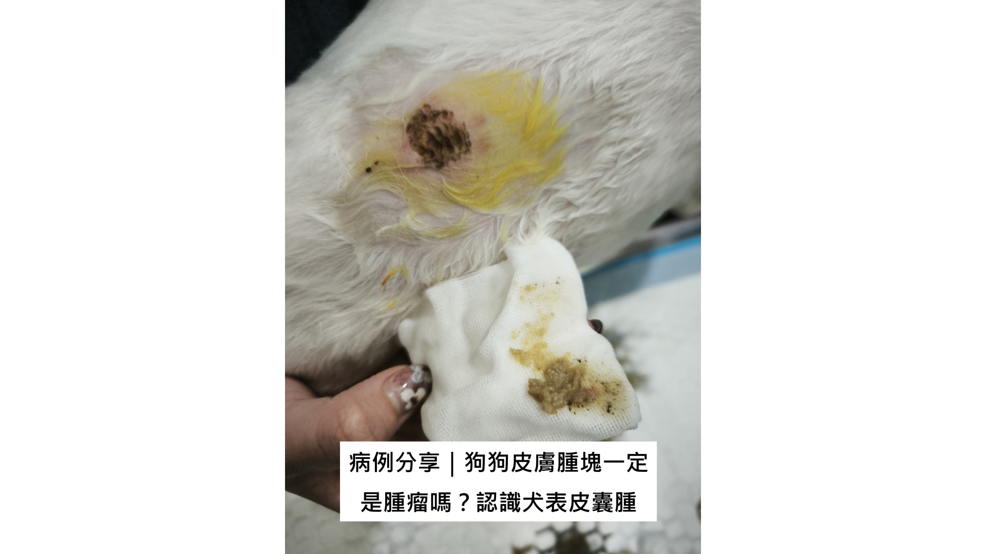 犬表皮囊腫